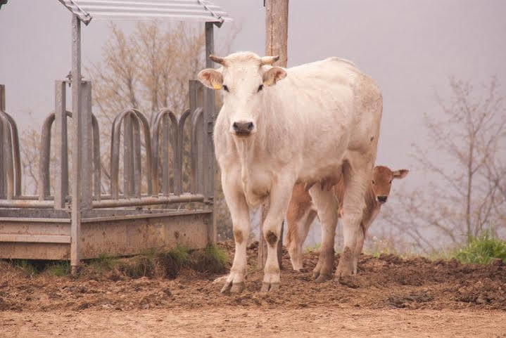 הוילה Montale  Agriturismo Le Vigne מראה חיצוני תמונה